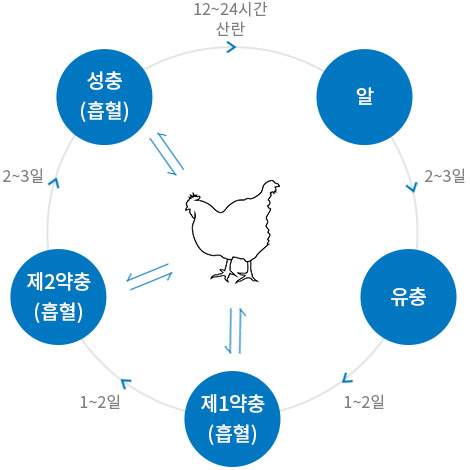 닭 진드기의 생활사